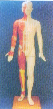 中醫(yī)針灸模型|半皮膚人體針灸模型（170CM?。?>
                            </a>
                            <div   id=