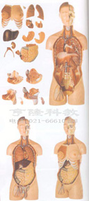 醫(yī)學教學模型|男性、女性外兩性互換人體頭頸軀干模型