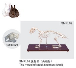 動物解剖模型|兔骨骼模型|兔骨骼|兔骨骼標(biāo)本