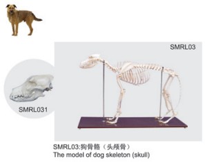 動物解剖模型|狗骨骼模型|狗骨骼|狗骨骼標(biāo)本