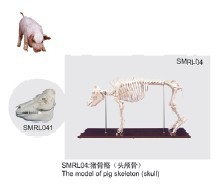 動物解剖模型|豬骨骼模型|豬骨骼|豬骨骼標(biāo)本