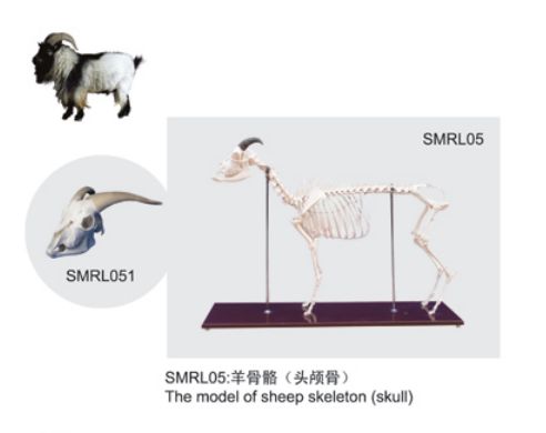動物解剖模型|羊骨骼模型|羊骨骼|羊骨骼標(biāo)本