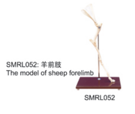 動物解剖模型|羊前肢模型|羊前肢|羊前肢骼標(biāo)本