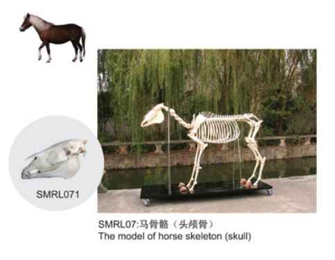 動物解剖模型|馬骨骼模型|馬骨骼|馬骨骼標(biāo)本