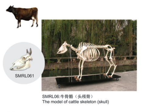 動物解剖模型|牛骨骼模型|牛骨骼|牛骨骼標(biāo)本