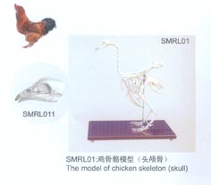 動物解剖模型|雞骨骼模型|雞骨骼|雞骨骼標(biāo)本