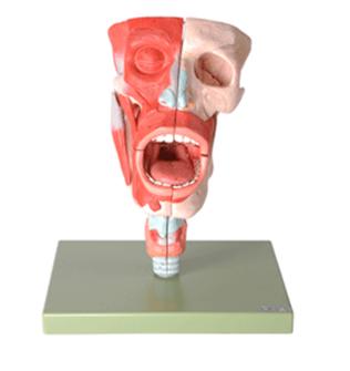 鼻、口、咽、喉腔模型