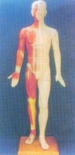 中醫(yī)針灸模型|半皮膚人體針灸模型（170CM?。?>                            
                    </div>
                    <div   id=