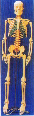 85CM人體骨骼帶脊椎神經(jīng)、可分椎間盤模型